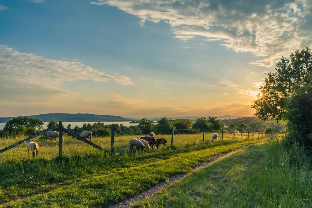 Pasture-raised sheep on clean Bulgarian meadows — Petrov Farm Doganovo
